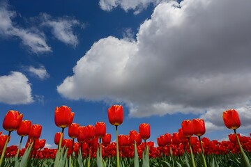 tulip flower