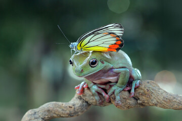 Beautiful white tree frog on branch, dumpy frog perch on green leaves, beautiful tree frog