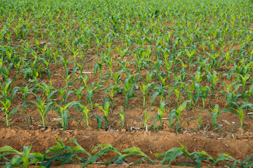 corn crop in the initial phase of development