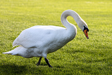 white swan on grass