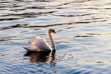 shining swan in the morning light