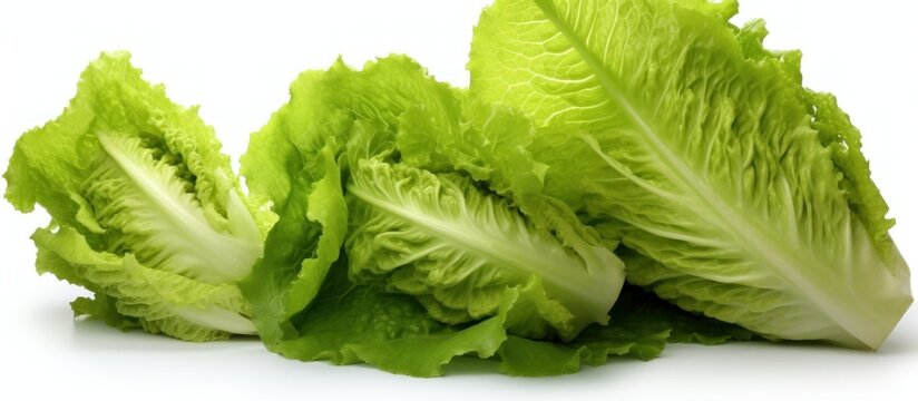 Whole and cut fresh green lettuce on a white background.AI generated image