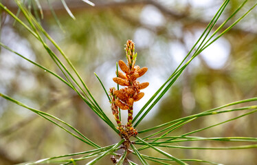 Small fresh pine cone on a twig of green needles . Pine with needles and cone in the forest .
