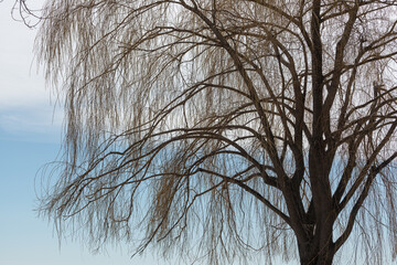Fototapeta na wymiar weeping-willow or salix tree on a cloudy blue sky