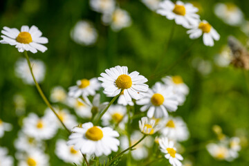 Fototapeta premium Marguerite daisy flower with green meadow as background