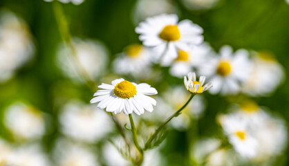 Marguerite daisy flower with green meadow as background