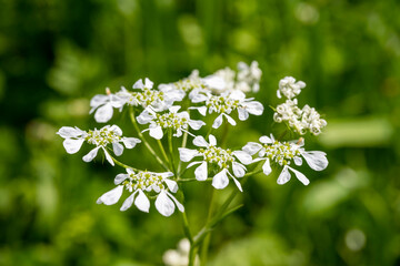 Cow Parsley or Wild Chervil, Anthriscus sylvestris, flower clusters macro
