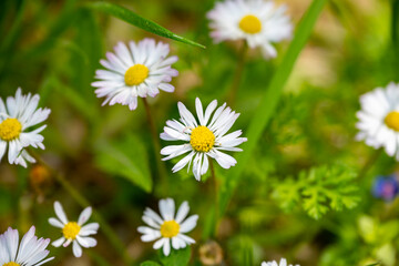 Obraz premium Marguerite daisy flower with green meadow as background