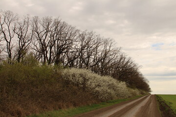 A road with trees on the side