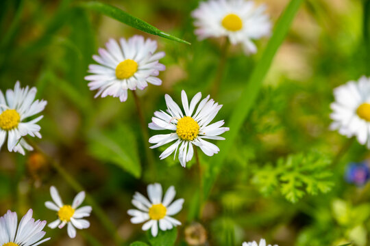 Marguerite daisy flower with green meadow as background