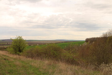 A grassy area with trees and a body of water in the distance