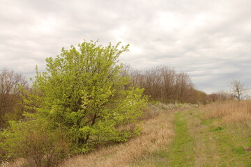 Fototapeta na wymiar A grassy area with trees and bushes