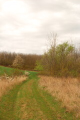 A grassy field with trees and a cloudy sky