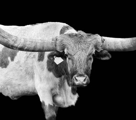 Longhorn Portrait