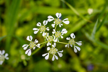 Cow Parsley or Wild Chervil, Anthriscus sylvestris, flower clusters macro - obrazy, fototapety, plakaty