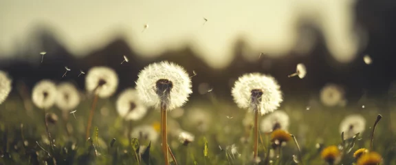Fotobehang Beautiful puffy dandelions and flying seeds against blue sky on sunny day © Данил Шкадоревич