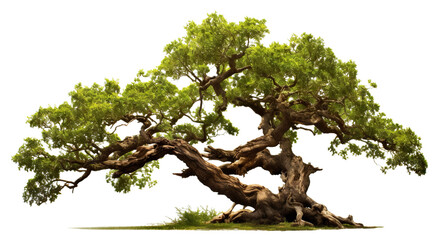 Majestic tree with lush green foliage, cut out