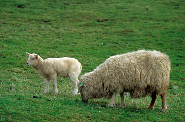 Obraz na płótnie Canvas Mouton; Race Téxel; Femelle et jeune, Ile de Texel, Pays Bas