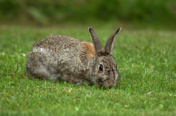 Lapin de garenne, Oryctolagus cuniculus