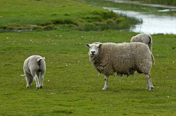 Mouton; Race Téxel; Femelle et jeune, Ile de Texel, Pays Bas