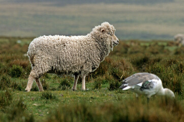 mouton des Falkland, Iles Falkland, Malouines