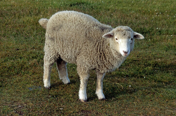 Obraz premium mouton des Falkland, agneau, Iles Falkland, Malouines