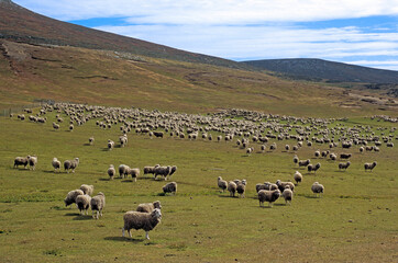 mouton des Falkland, Iles Falkland, Malouines
