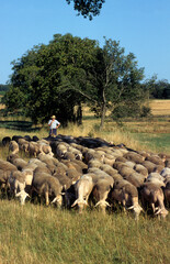 Mouton, race Lacaune, Parc naturel régional des Grands Causses, 12, Aveyron, France