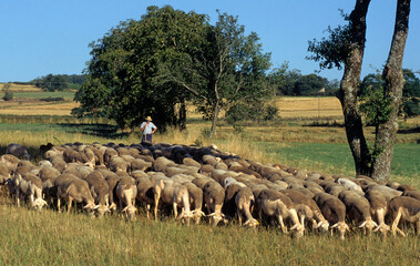 Mouton, race Lacaune, Parc naturel régional des Grands Causses, 12, Aveyron, France