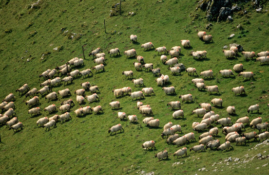 Mouton, Brebis race Manech, Pays Basque, 64, Pyr&eacute;n&eacute;es Atlantiques, France