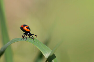 Napoleon spider with black and orange colors. Synema globosum.