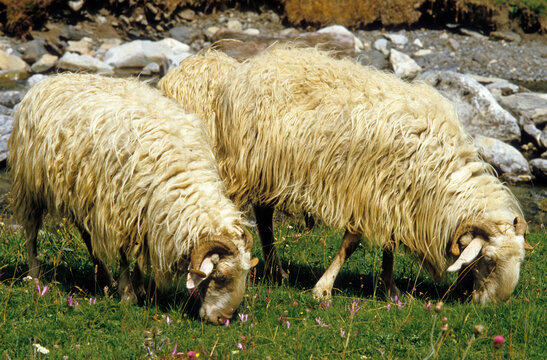 Mouton, Brebis race Basco B&eacute;arnaise, Vall&eacute;e d'Aspe, Pays Basque, 64, Pyr&eacute;n&eacute;es Atlantiques, France