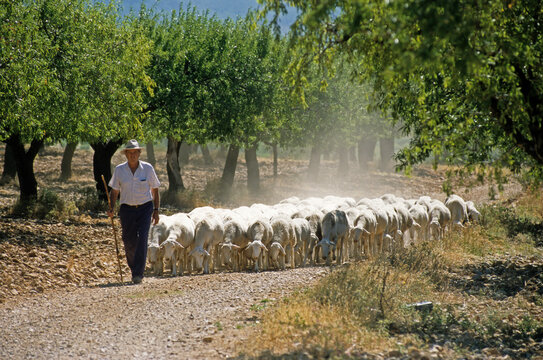 Mouton, race Basco béarnaise