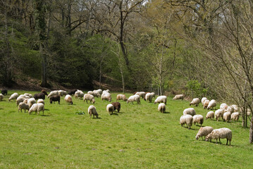 Obraz premium Mouton, race Landaise, Eco musée de Marquéze; Parc naturel des Landes de Gascogne; Région Aquitaine; Sabres; 40, France