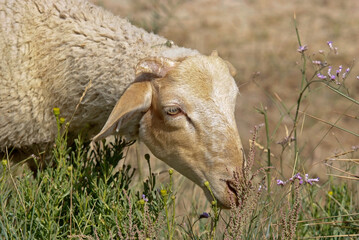 Mouton, race rouge du Roussillon