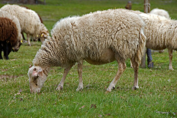 Fototapeta premium Mouton, race Landaise, Eco musée de Marquéze; Parc naturel des Landes de Gascogne; Région Aquitaine; Sabres; 40, France