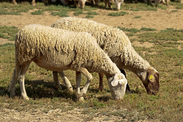 Fototapeta premium Mouton, race rouge du Roussillon