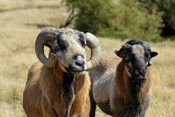Mouton, race Cameroun, Bélier, Ovis aries