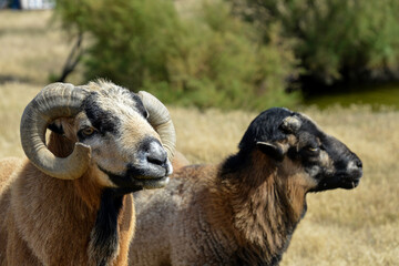 Mouton, race Cameroun, Bélier, Ovis aries