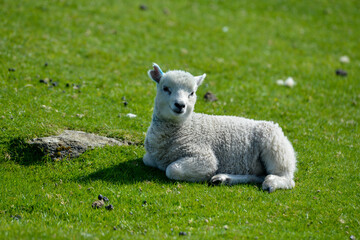 Fototapeta premium agneau, mouton, jeune, race Shetland, Ile Shetland, Ecosse, Grande Bretagne
