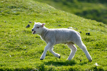 agneau, mouton, jeune, race Shetland, Ile Shetland, Ecosse, Grande Bretagne