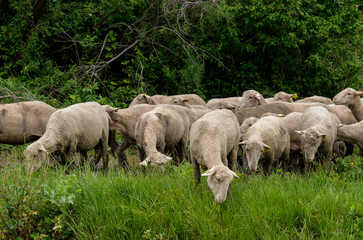 Obraz premium mouton, race Mérinos d'Arles, transhumance, canal du midi, Aigues Mortes, Gard, 30 , Camargue, région Languedoc Roussillon, France