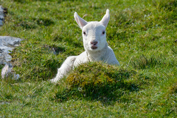 Obraz premium agneau, mouton, jeune, race Shetland, Ile Shetland, Ecosse, Grande Bretagne