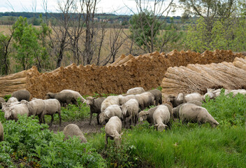 Fototapeta premium mouton, race Mérinos d'Arles, transhumance, canal du midi, Aigues Mortes, Gard, 30 , Camargue, région Languedoc Roussillon, France