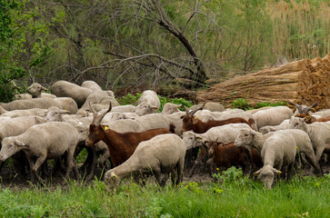 Naklejka premium mouton, race Mérinos d'Arles, transhumance, canal du midi, Aigues Mortes, Gard, 30 , Camargue, région Languedoc Roussillon, France