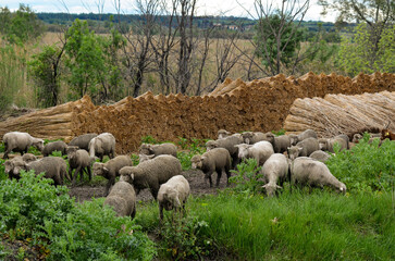 mouton, race Mérinos d'Arles, transhumance, canal du midi, Aigues Mortes, Gard, 30 , Camargue,...