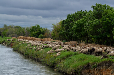 mouton, race Mérinos d'Arles, transhumance, canal du midi, Aigues Mortes, Gard, 30 , Camargue,...