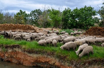mouton, race Mérinos d'Arles, transhumance, canal du midi, Aigues Mortes, Gard, 30 , Camargue,...