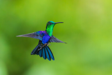 Green Crowned Woodnymph - Thalurania colombica hummingbird family Trochilidae, found in Belize and Guatemala to Peru, blue and green shiny bird flying on the colorful flowers background.
