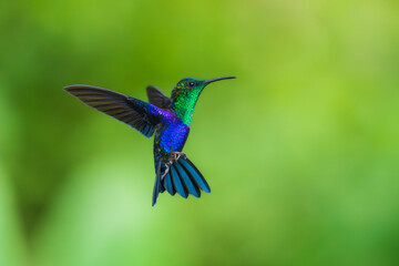 Fototapeta premium Green Crowned Woodnymph - Thalurania colombica hummingbird family Trochilidae, found in Belize and Guatemala to Peru, blue and green shiny bird flying on the colorful flowers background. 